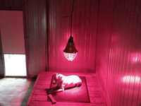 Chauffages des boxs chiens